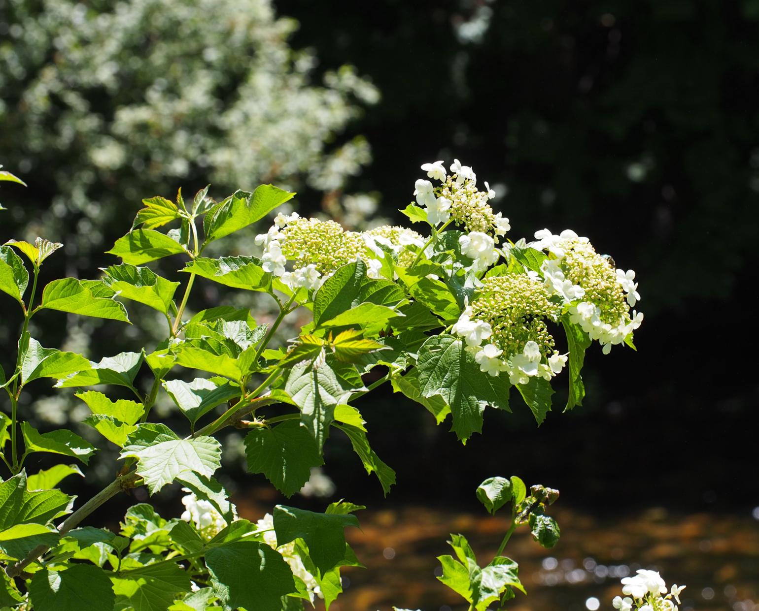 Guelder Rose